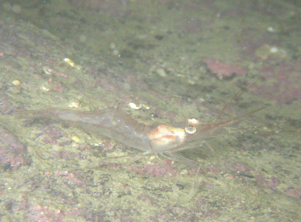 roughpatch shrimp
