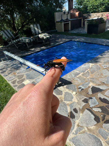 Thisbe's Tarantula-hawk Wasp