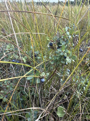 bog bilberry