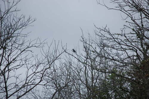 Belted Kingfisher