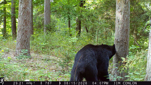 American Black Bear