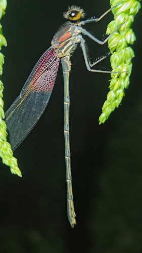 American Rubyspot
