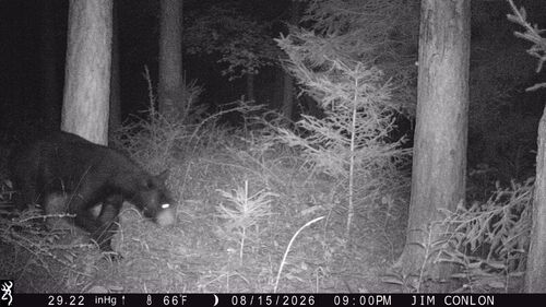 American Black Bear