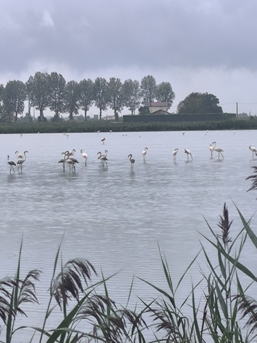 Greater Flamingo