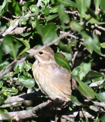 Dickcissel