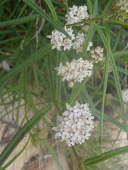 Asclepias angustifolia
