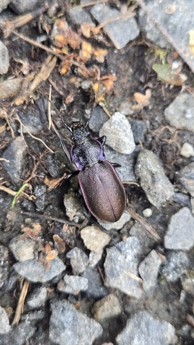 Bronze Ground Beetle