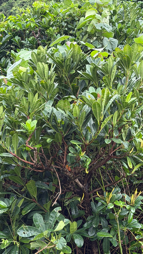 Excoecaria kawakamii