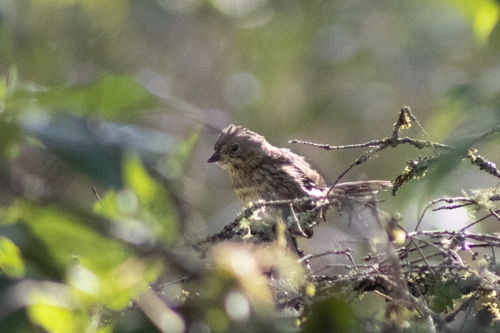 Lincoln's Sparrow