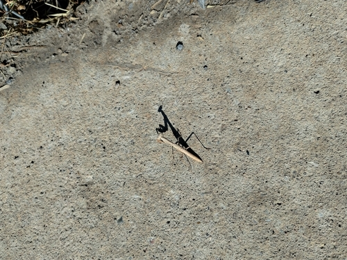 American Ground Mantises