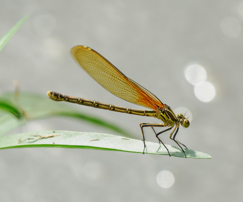 American Rubyspot