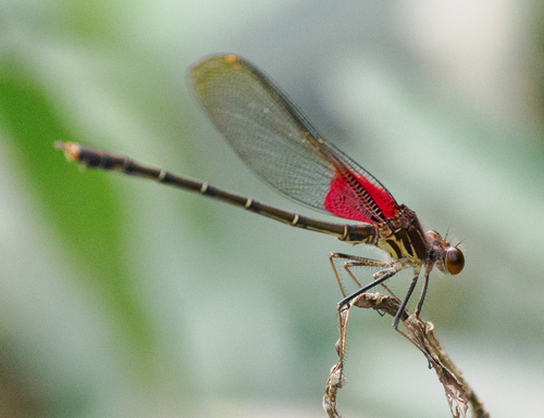 American Rubyspot