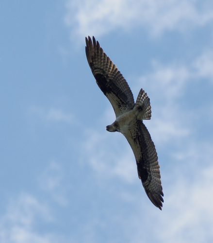 Osprey