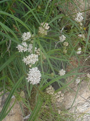 Asclepias angustifolia