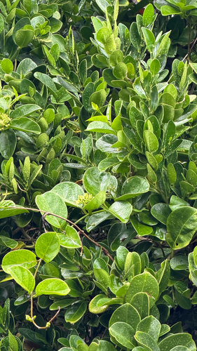 Parsonsia alboflavescens observed 2026-09-01