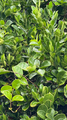 Parsonsia alboflavescens