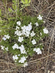 Phlox missoulensis