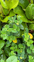 Wikstroemia crenata (Wikstroemia retusa)
