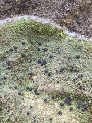 Bilimbia sabuletorum