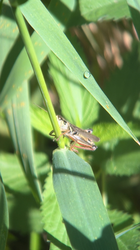 Red-legged Grasshopper