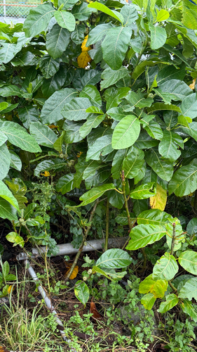 Ficus septica