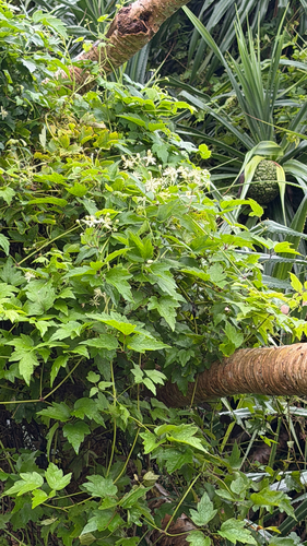 Clematis grata, photograph 2