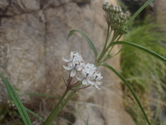 Asclepias angustifolia