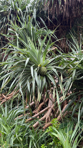 Pandanus odorifer, photograph 4