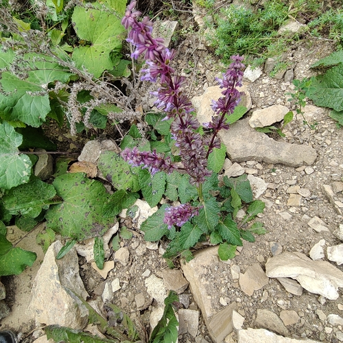Salvia verticillata, photograph 6