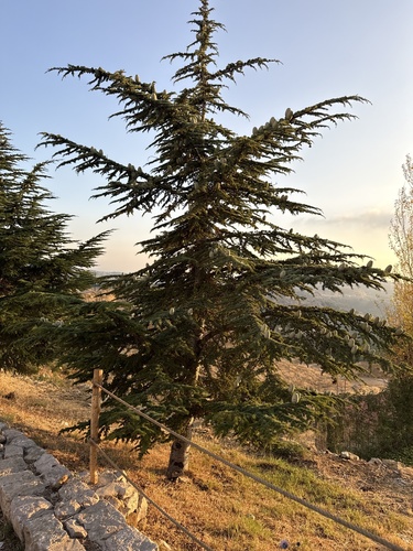 Lebanon cedar