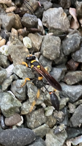 Yellow-legged Mud-dauber Wasp