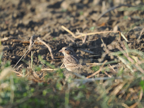 Vesper Sparrow