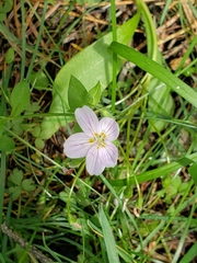 Claytonia lanceolata