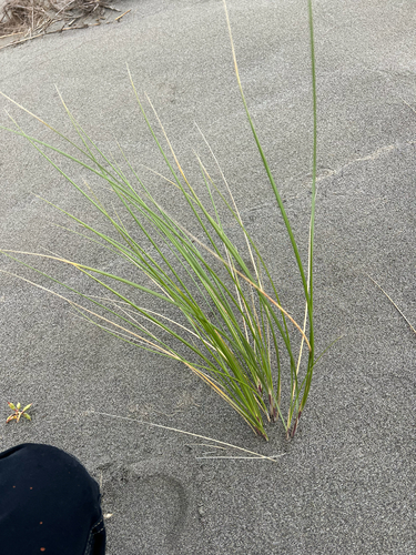 European marram grass