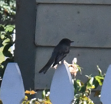 Black Phoebe