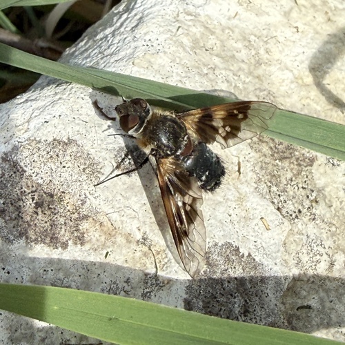Mottled Bee-fly