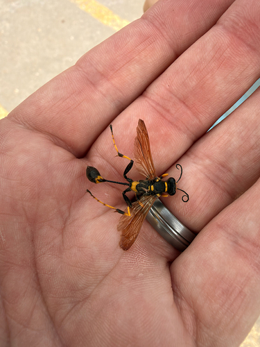 Yellow-legged Mud-dauber Wasp
