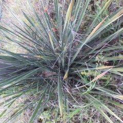 Yucca arkansana