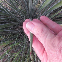 Yucca arkansana