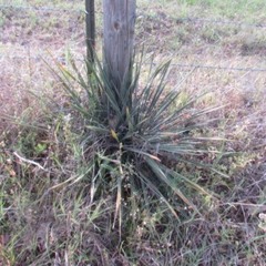 Yucca arkansana