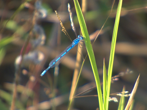 Familiar Bluet