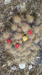 Austrocylindropuntia floccosa, photograph (c) Carlo Brescia, some rights reserved (CC BY-SA)