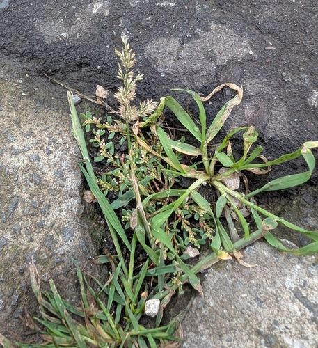 Polypogon viridis, photograph 4