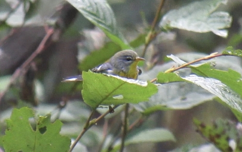 Northern Parula