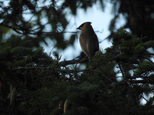 Cedar Waxwing