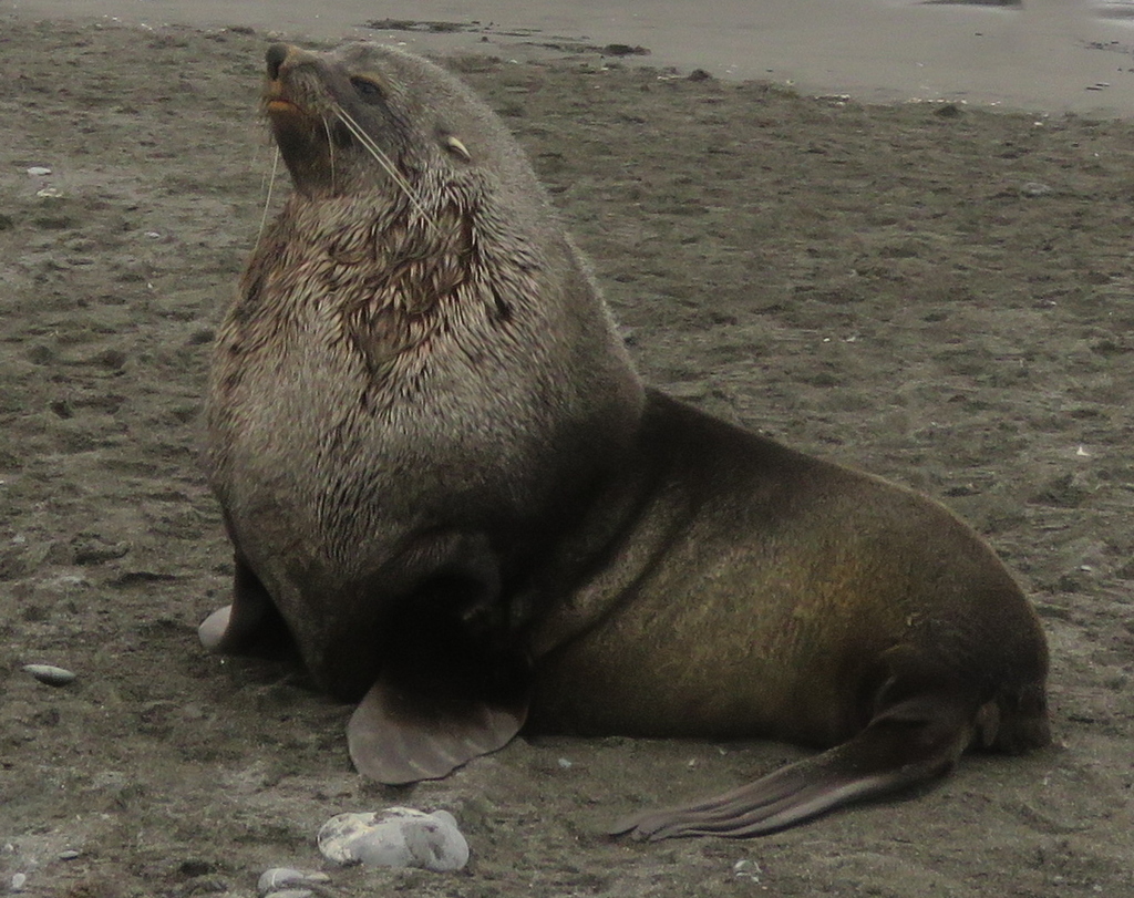 Adult Antarctic fur seal sitting upright on a beach at South Georgia