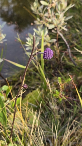 Devil's-bit Scabious