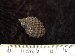 Plicopurpura columellaris