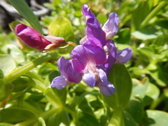Lathyrus japonicus