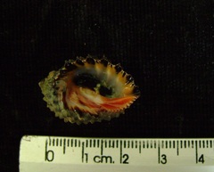 Plicopurpura columellaris